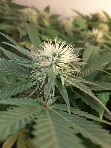 Growreport Bild 4