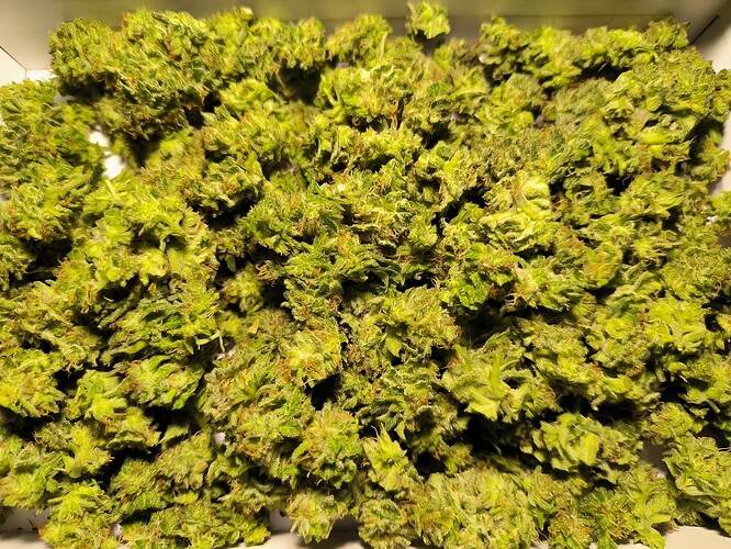Growreport Bild 6