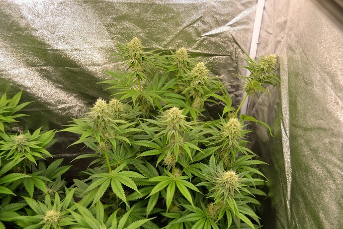 Growreport Bild 6