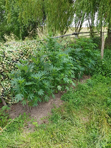 Growreport Bild 4