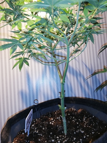Growreport Bild 4