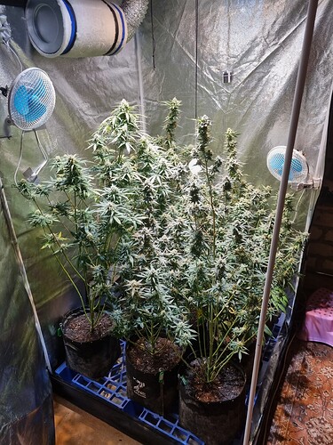 Growreport Bild 71