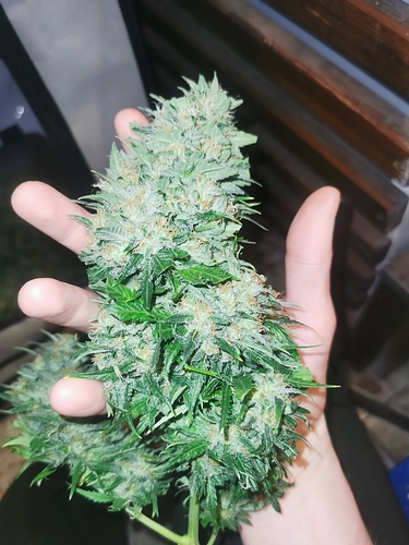 Growreport Bild 5