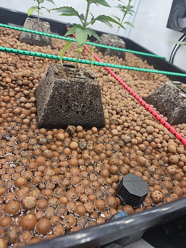 Growreport Bild 4