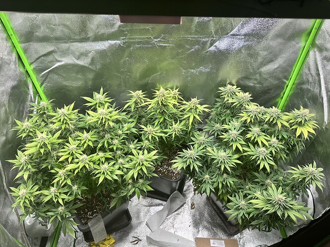 Growreport Bild 1