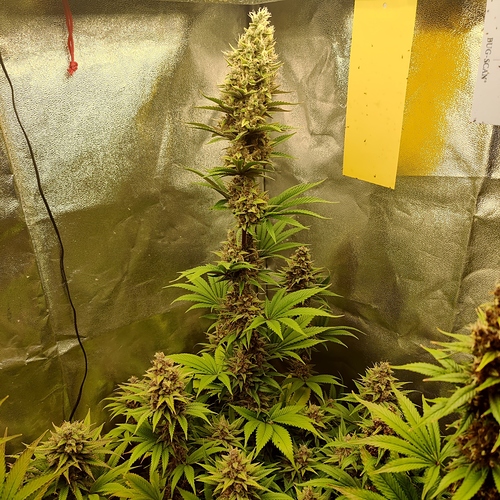 Growreport Bild 3