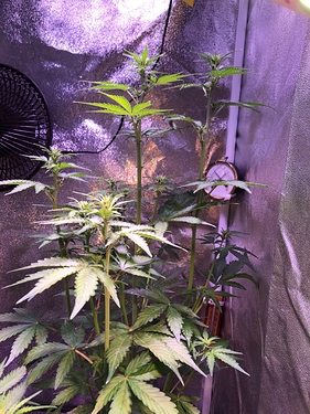 Growreport Bild 6
