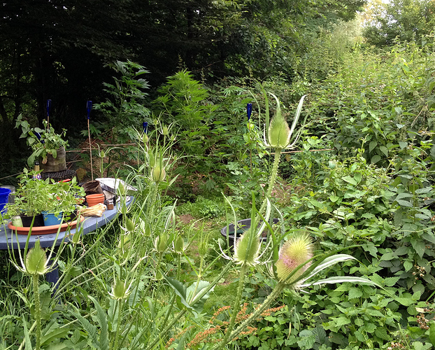 Growreport Bild 28