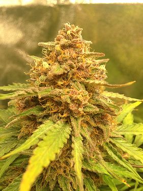 Growreport Bild 22