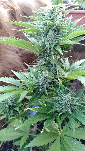Growreport Bild 1