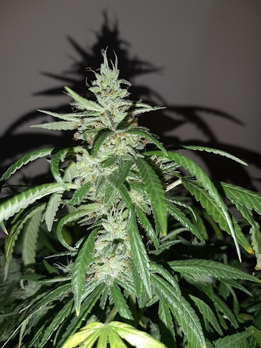 Growreport Bild 3
