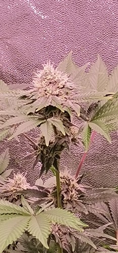 Growreport Bild 6