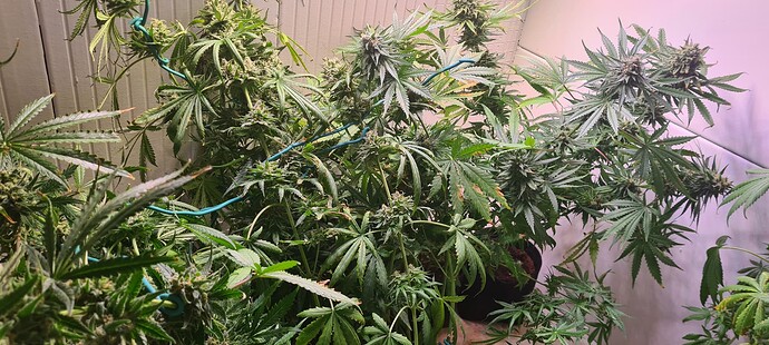 Growreport Bild 1