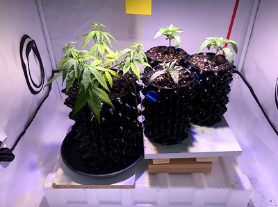 Growreport Bild 8