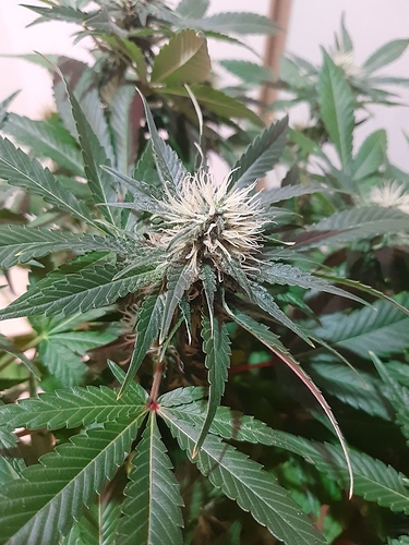 Growreport Bild 9