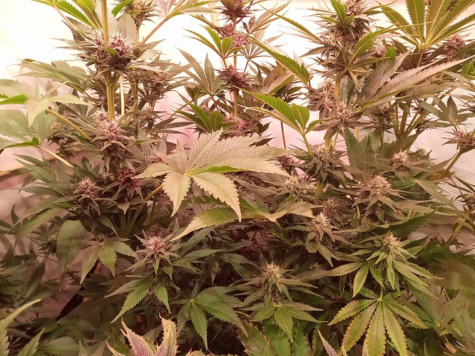 Growreport Bild 18
