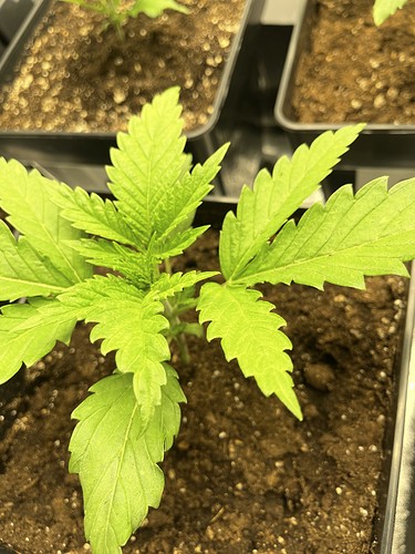 Growreport Bild 10
