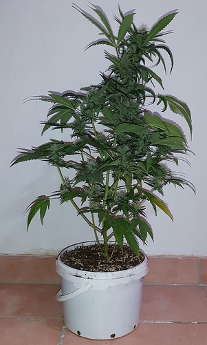 Growreport Bild 4