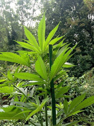 Growreport Bild 26