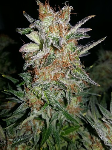 Growreport Bild 8