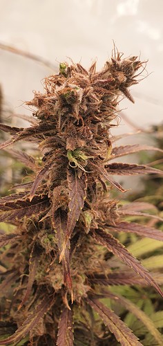Growreport Bild 11
