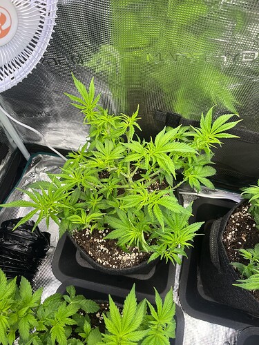 Growreport Bild 1