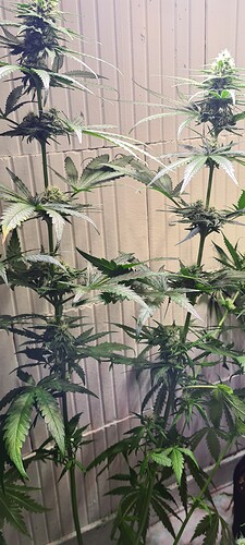 Growreport Bild 8