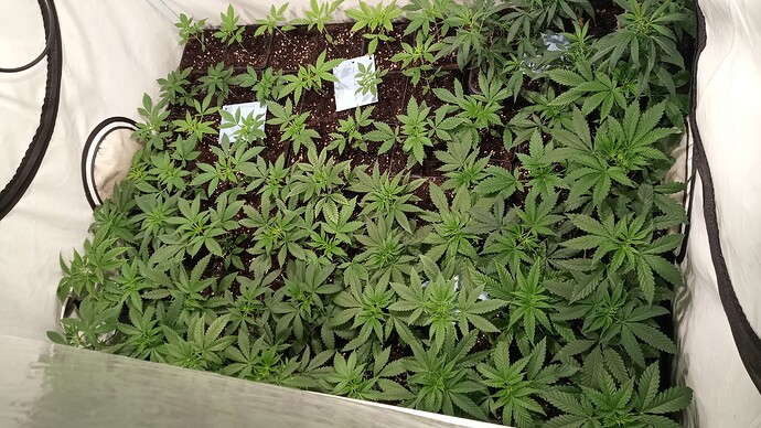 Growreport Bild 25