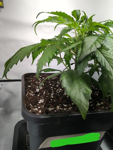 wt17_masterkush_blaetter_kreuseln