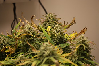 Growreport Bild 17