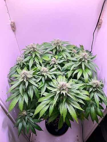 Growreport Bild 3