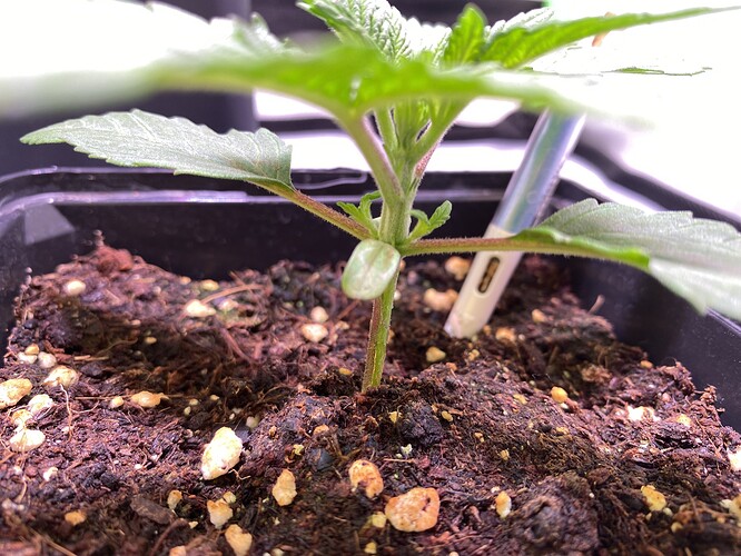Growreport Bild 29