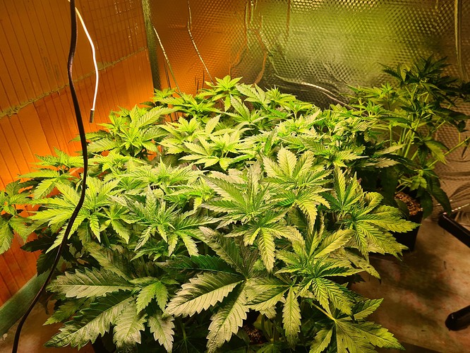 Mehrere junge Cannabispflanzen in einem Zelt, die sich im Wuchs befinden. Die Blätter sind hellgrün und zeigen Anzeichen von schnellem Wachstum.