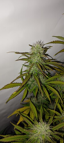 IMG_20221206_185832