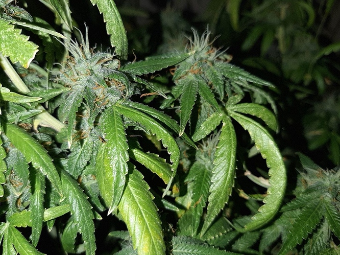 Growreport Bild 9