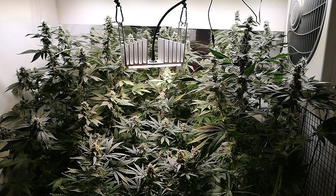 Growreport Bild 3