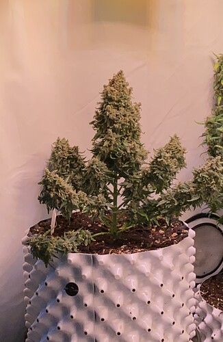 Growreport Bild 5