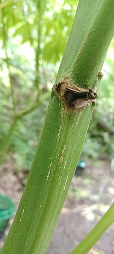 Growreport Bild 1