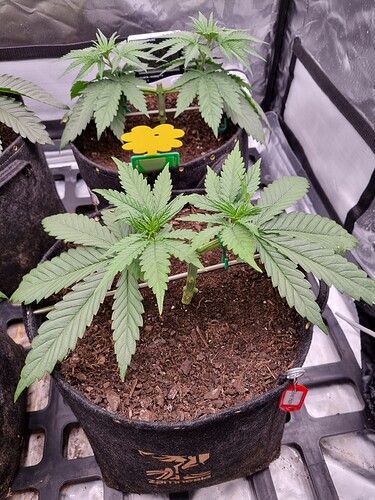 Growreport Bild 30
