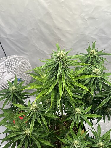 Growreport Bild 13