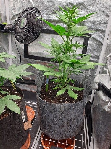 Growreport Bild 6