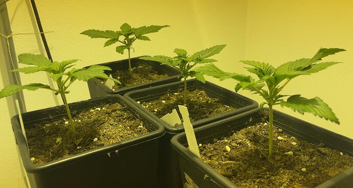 Growreport Bild 17