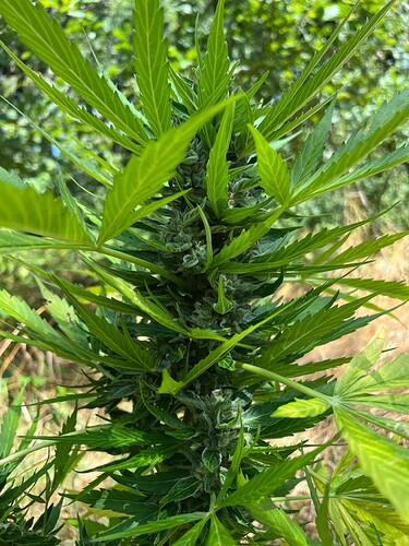 Growreport Bild 15