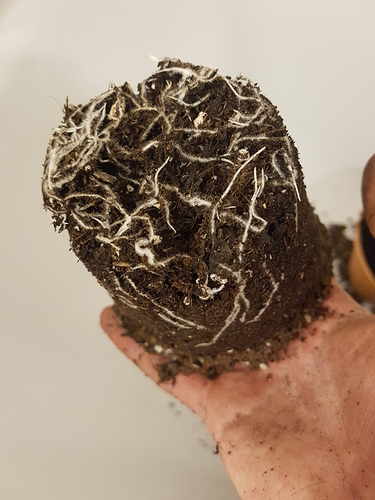 Growreport Bild 6