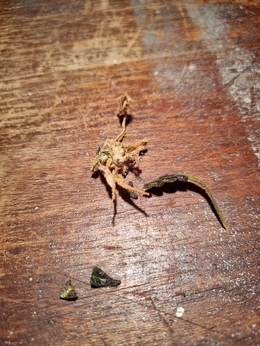 Growreport Bild 3