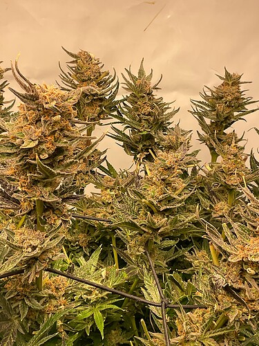 Growreport Bild 3