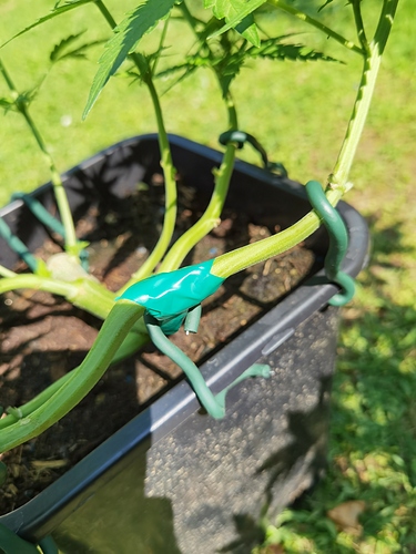 Growreport Bild 1