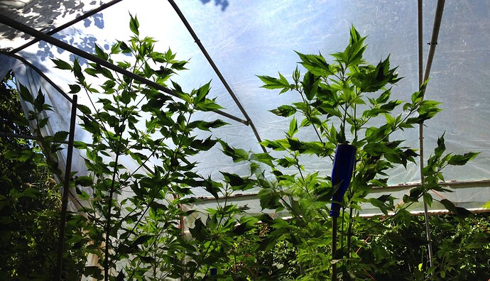 Growreport Bild 7