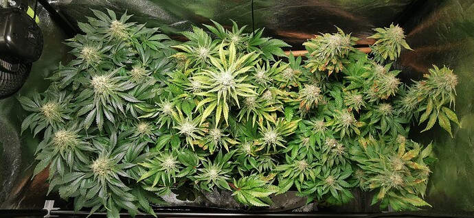 Growreport Bild 5