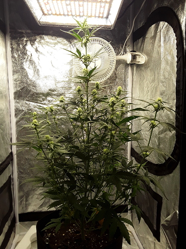 Growreport Bild 9